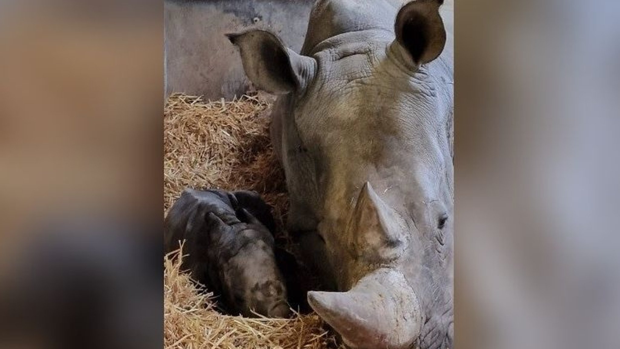 Kibibi und ihr Kalb liegen nebeneinander. 