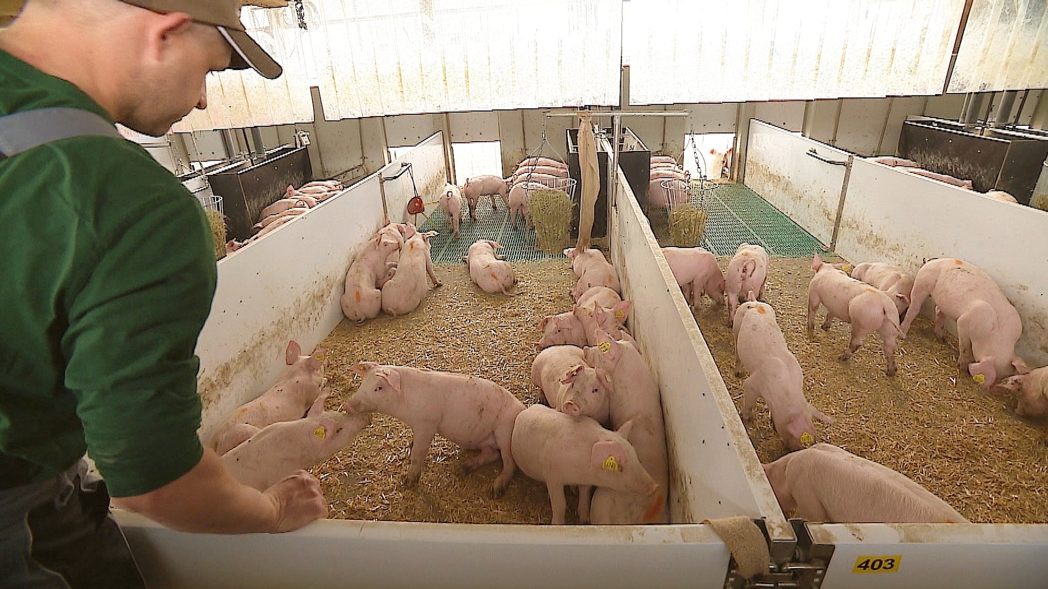 Die neuen Tierwohlställen am Staatsgut in Schwarzenau