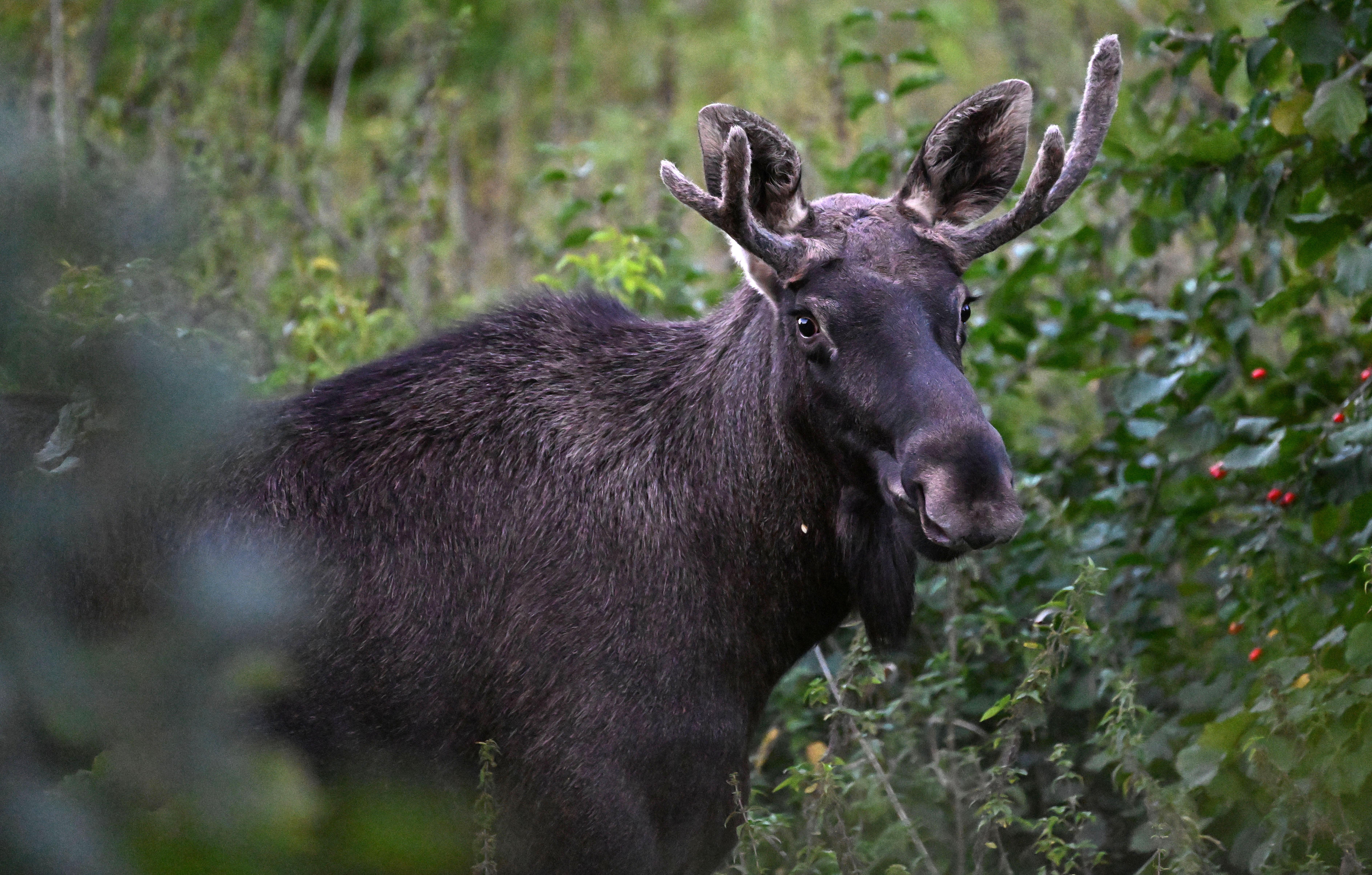 Is Emil back? Moose spotted near Bavarian border