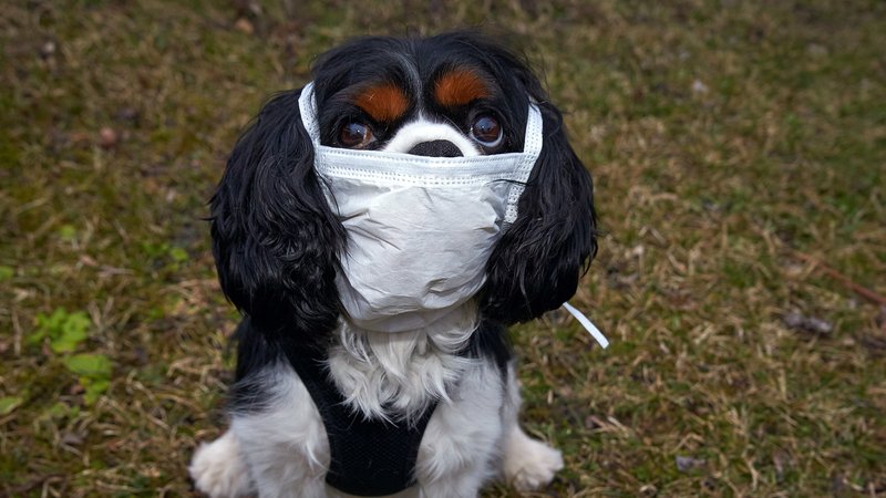 Hund mit Mundschutz