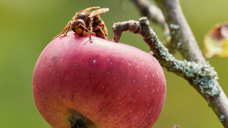 Eine Hornisse beisst einen roten Apfel an. | Bild: stock.adobe.com/Michael Fritzen Eine Hornisse beisst einen roten Apfel an.