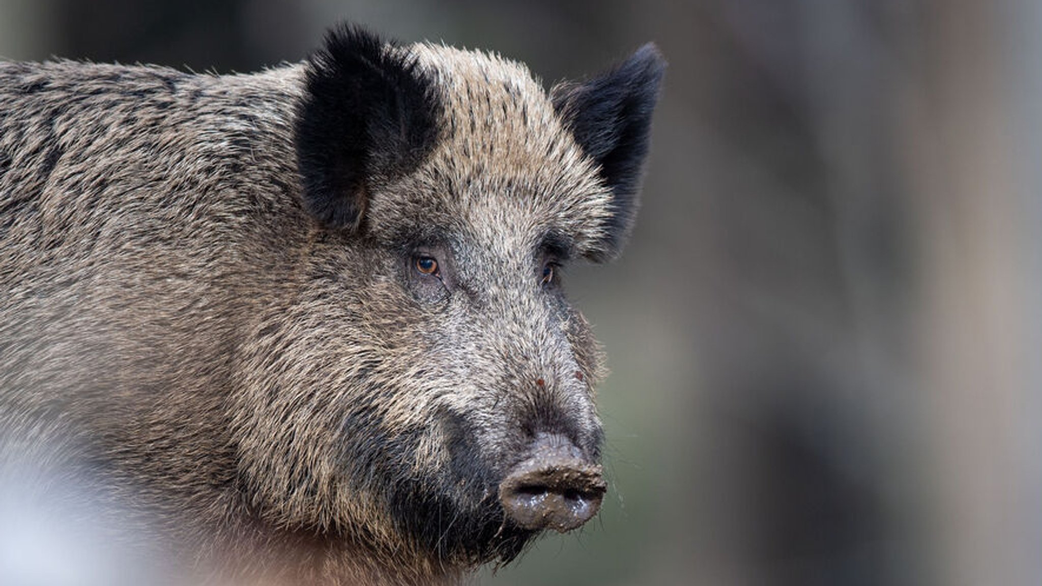 Wildschwein (Symbolfoto)