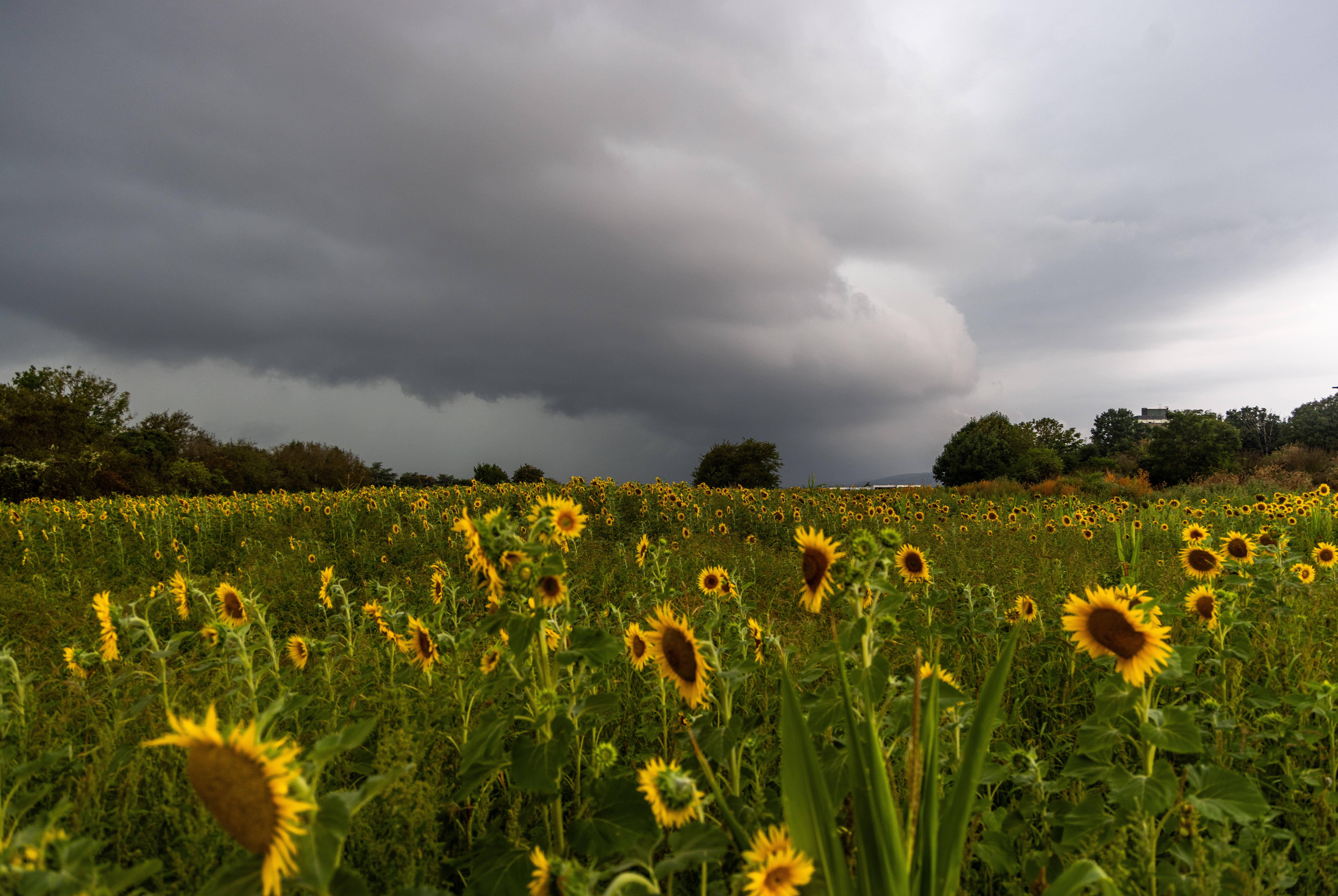 Dunkle Wolken einer aufziehenden Gewitterfront sind über einem Feld mit Sonnenblumen zu sehen.