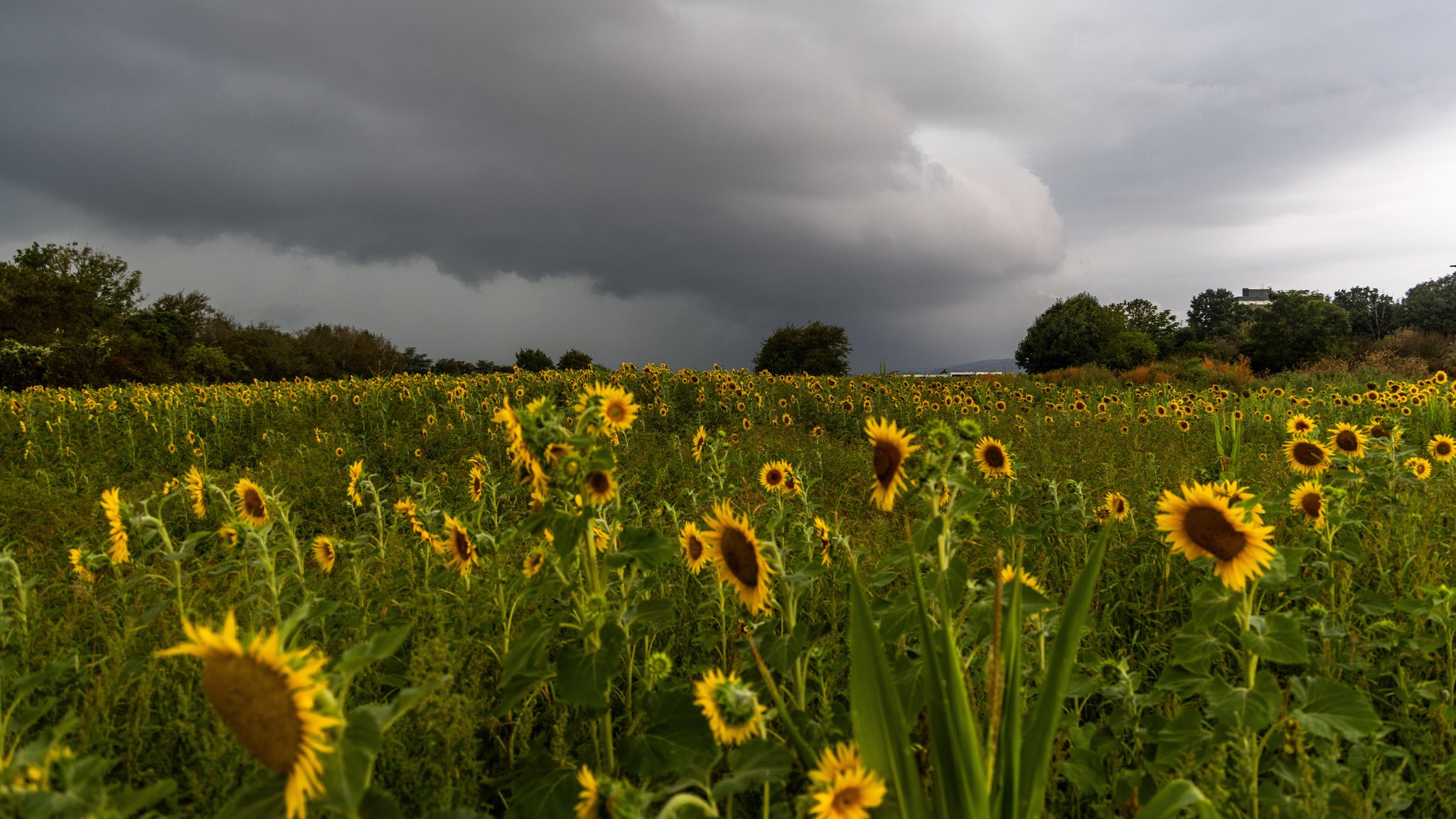 Dunkle Wolken einer aufziehenden Gewitterfront sind über einem Feld mit Sonnenblumen zu sehen.