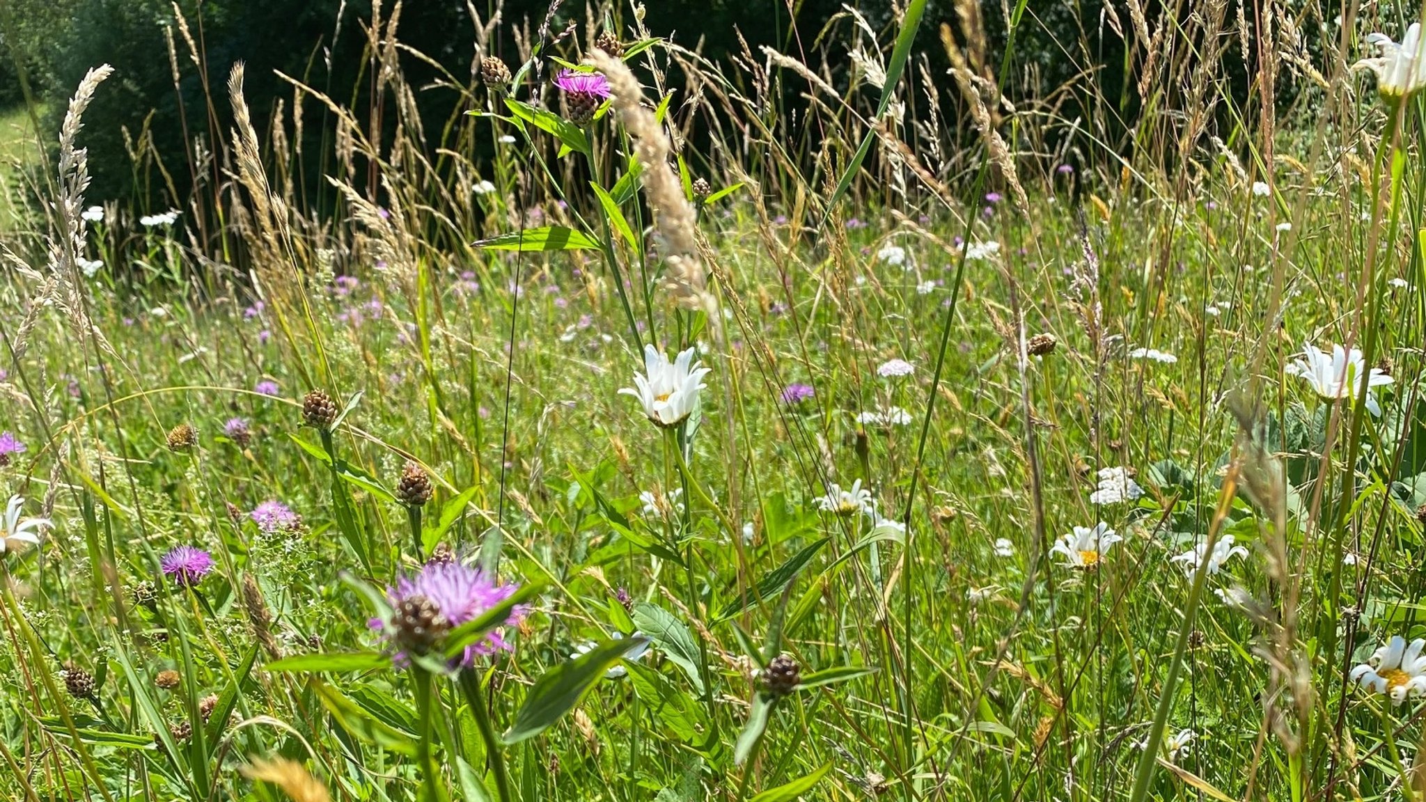 23 Landwirte nehmen an bayerischer Wiesenmeisterschaft teil 