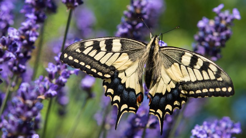 Ein Schwalbenschwanz sitzt auf einer Lavendelblüte. | Bild: dpa-Bildfunk/Patrick Pleul Ein Schwalbenschwanz sitzt auf einer Lavendelblüte.