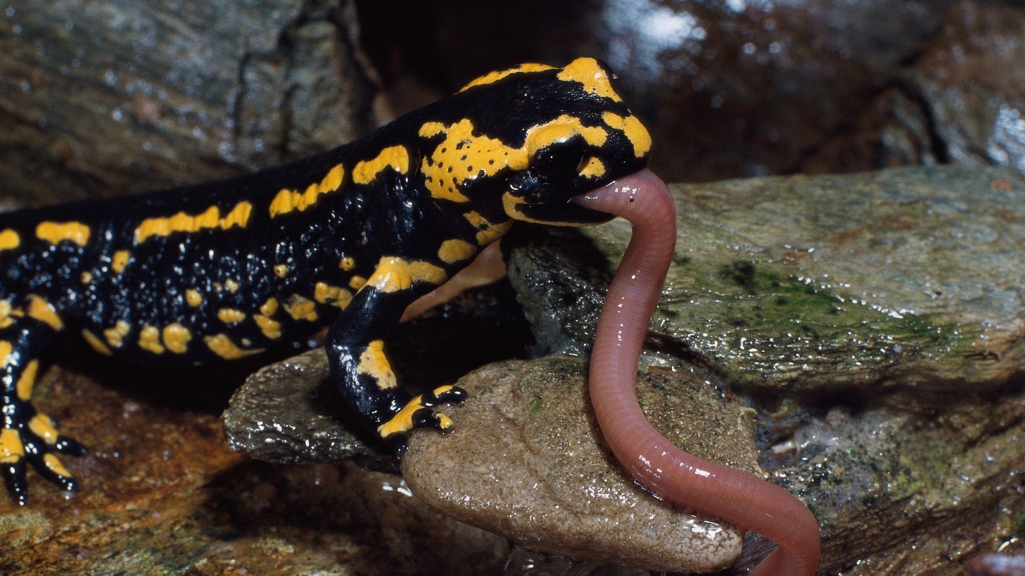 Feuersalamander frisst einen Regenwurm