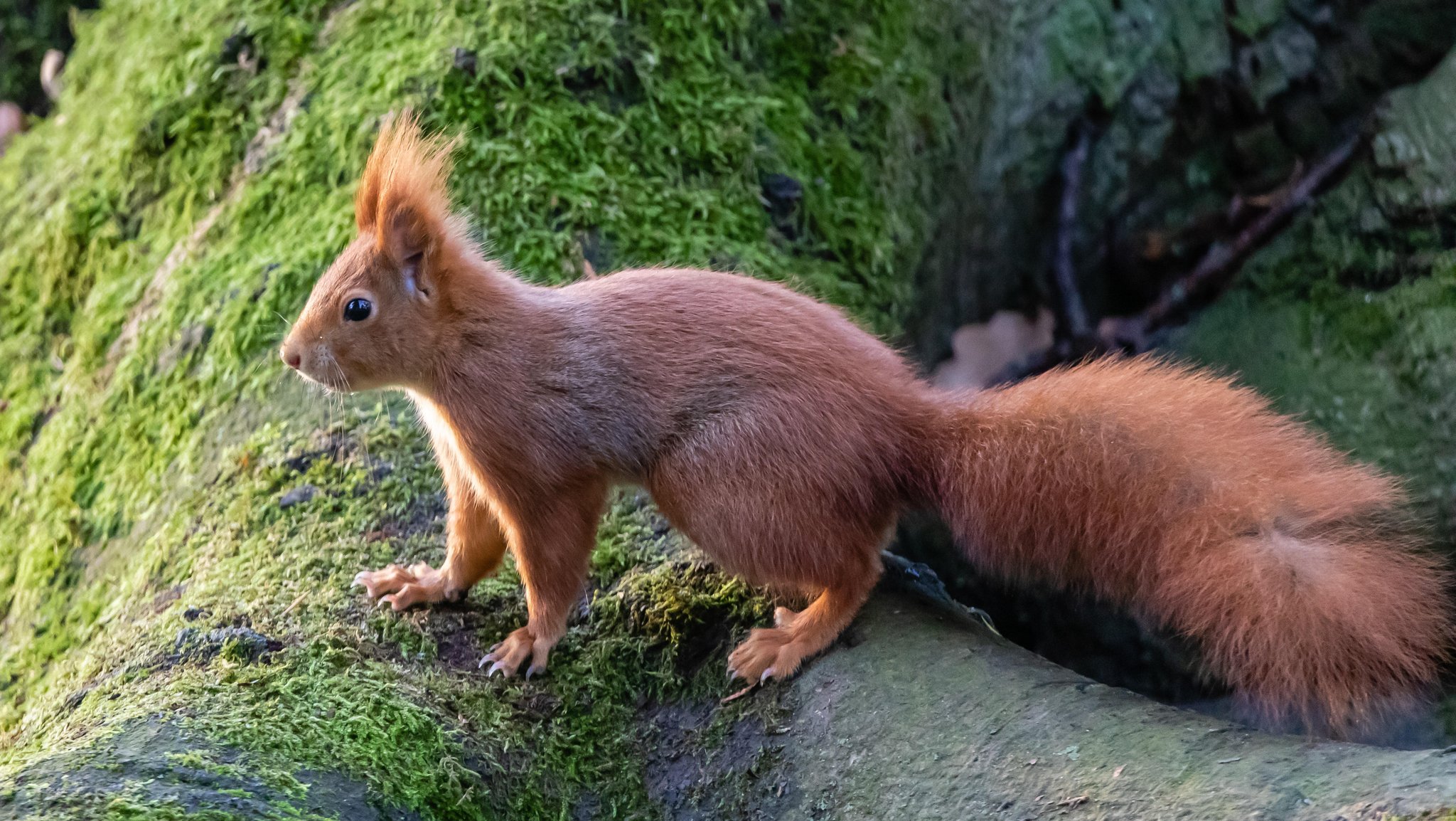 Eichhörnchen zählen