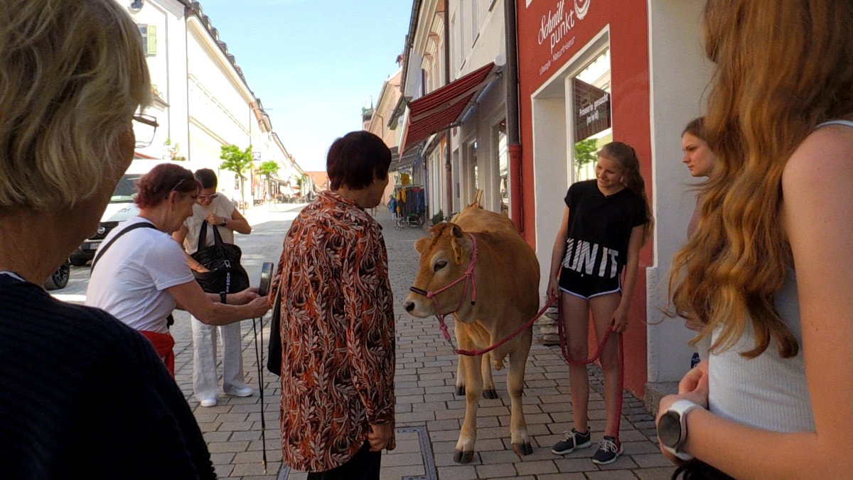 Die 15-Jährige Paula hat Kuh Molli an einem pinkfarbenen Halfter und geht mit ihr durch Murnau. Da wird sie von vielen bestaunt und fotografiert.