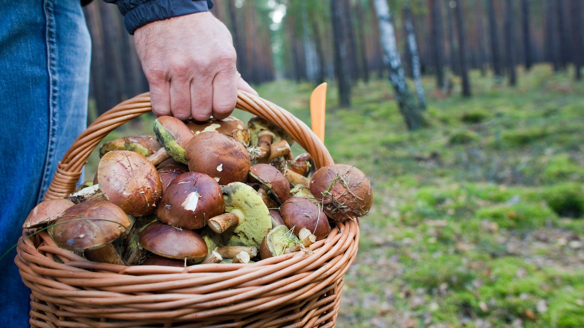 Ein Korb voller Pilze: Wie viele Pilze darf man eigentlich sammeln? Manche Pilze stehen unter Naturschutz.