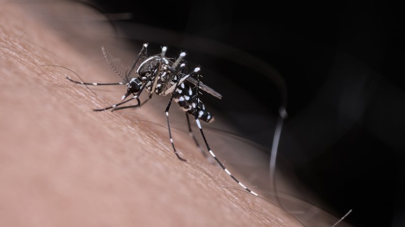 Eine Asiatische Tigermücke sticht zu. | Bild: AdobeStock/Abdul Eine Asiatische Tigermücke sticht zu.