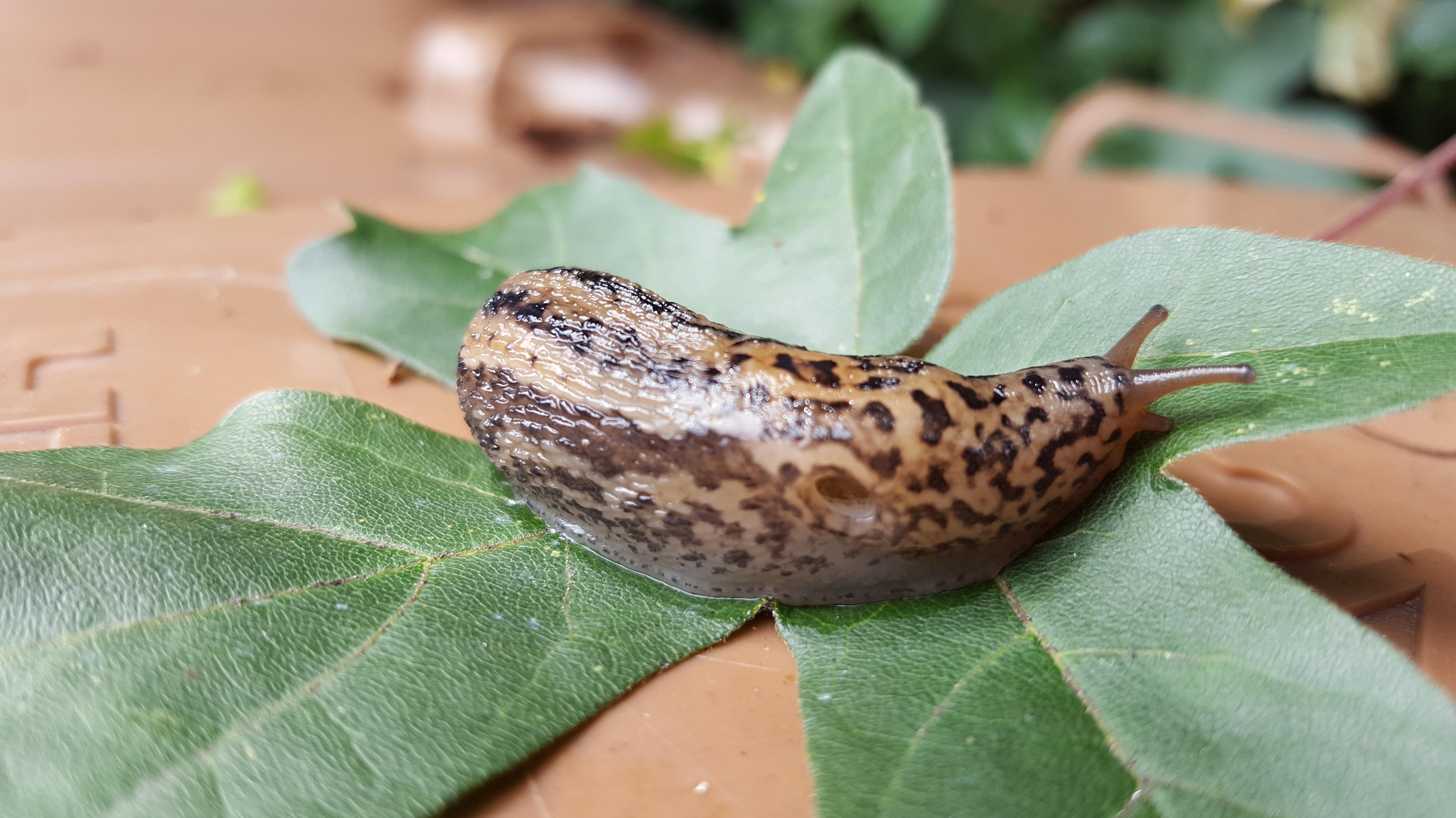 Tigerschnegel auf einem Feldahornblatt