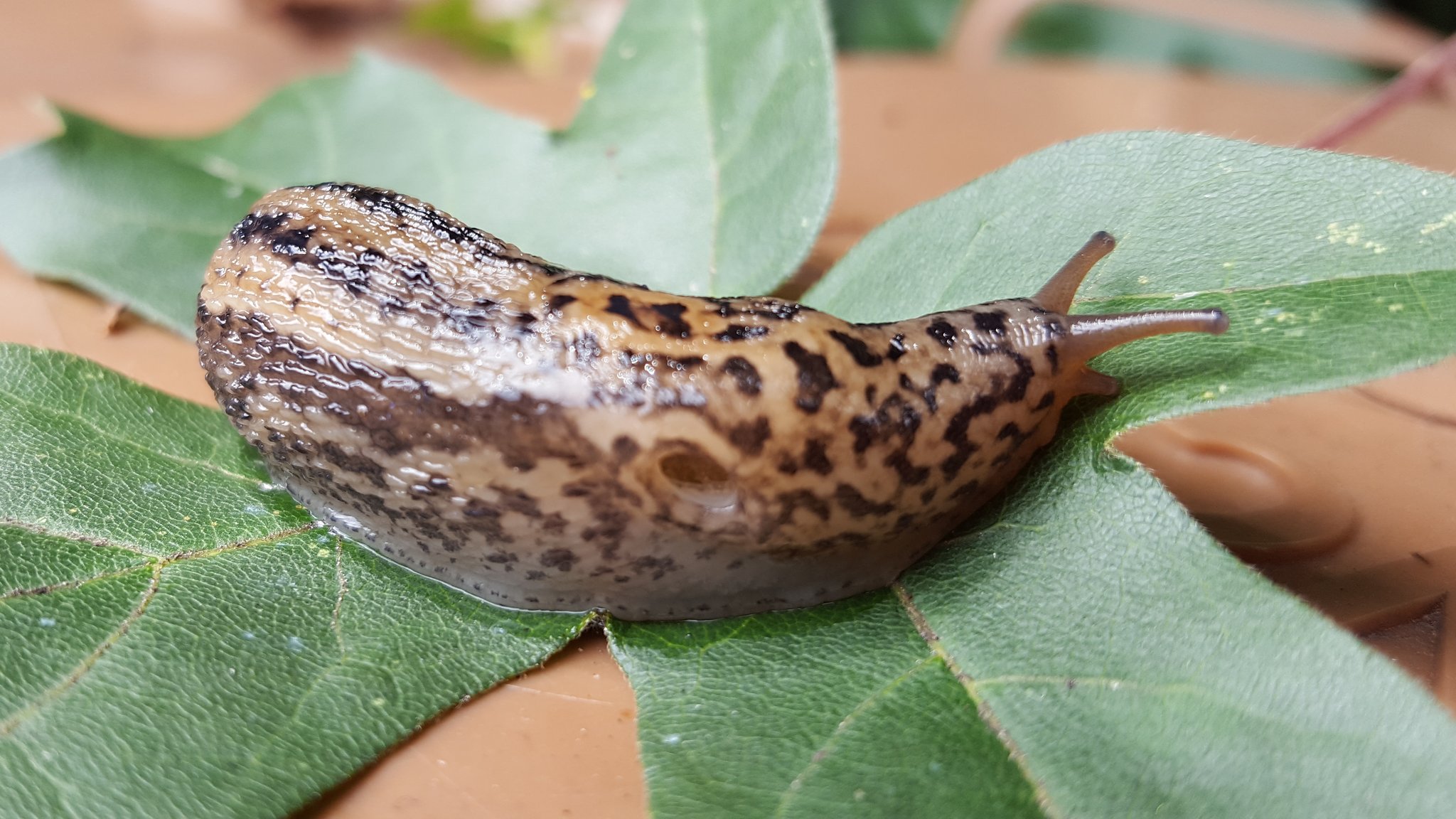 Tigerschnegel auf einem Feldahornblatt