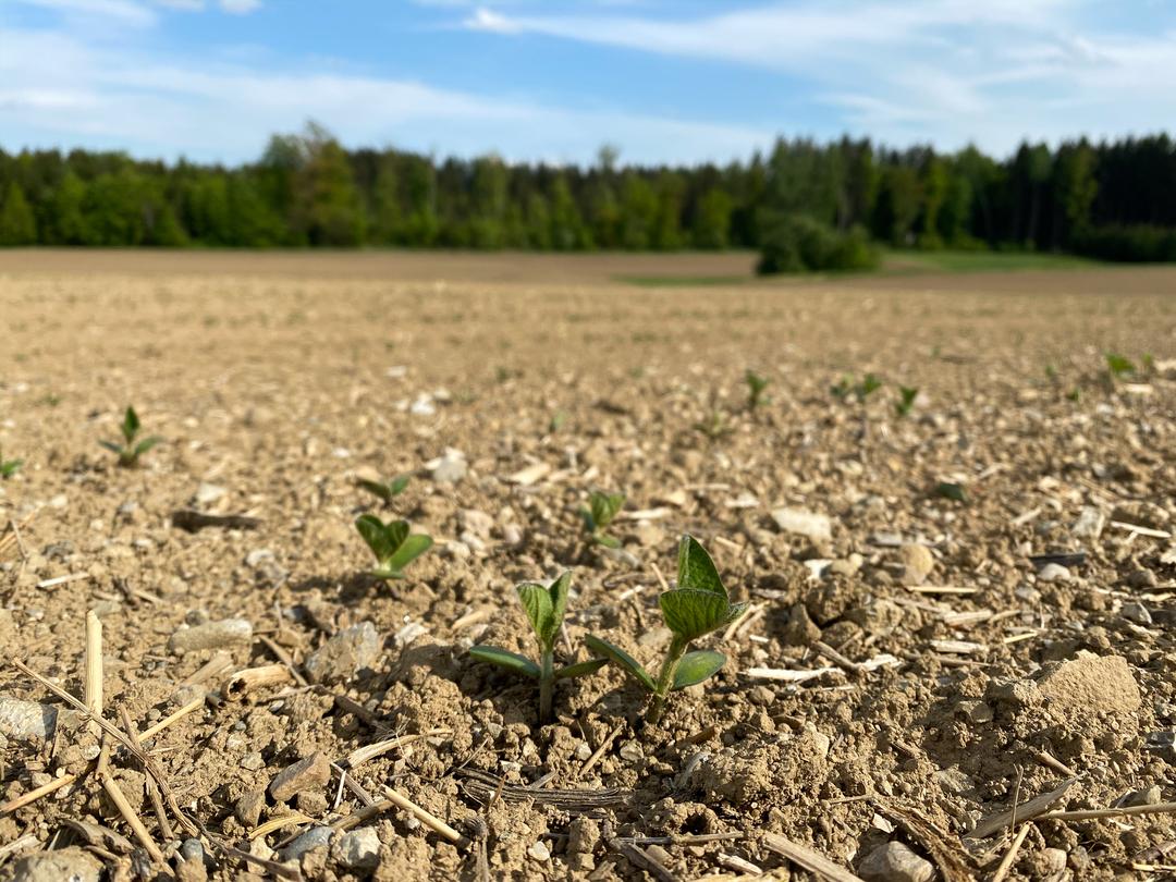 Keimlinge im trockenen Ackerboden. 