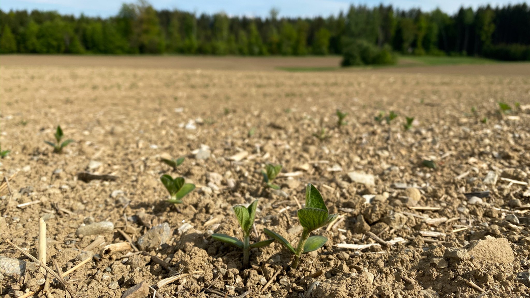 Keimlinge im trockenen Ackerboden. 