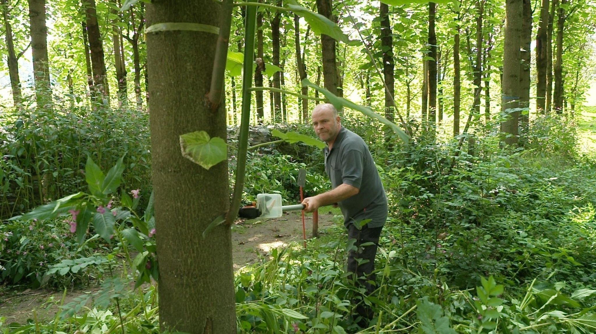 Die Paulownia braucht viel Pflege. Äste müssen abgesägt werden.