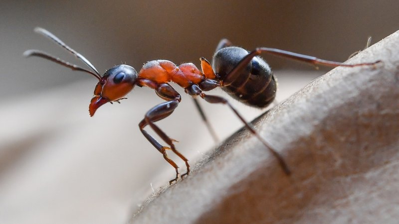 Die geheimnisvolle Welt der Ameisen