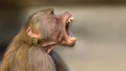 Ein Pavian schreit mit aufgerissenem Mund. | Bild:stock.adobe.com/fewerton