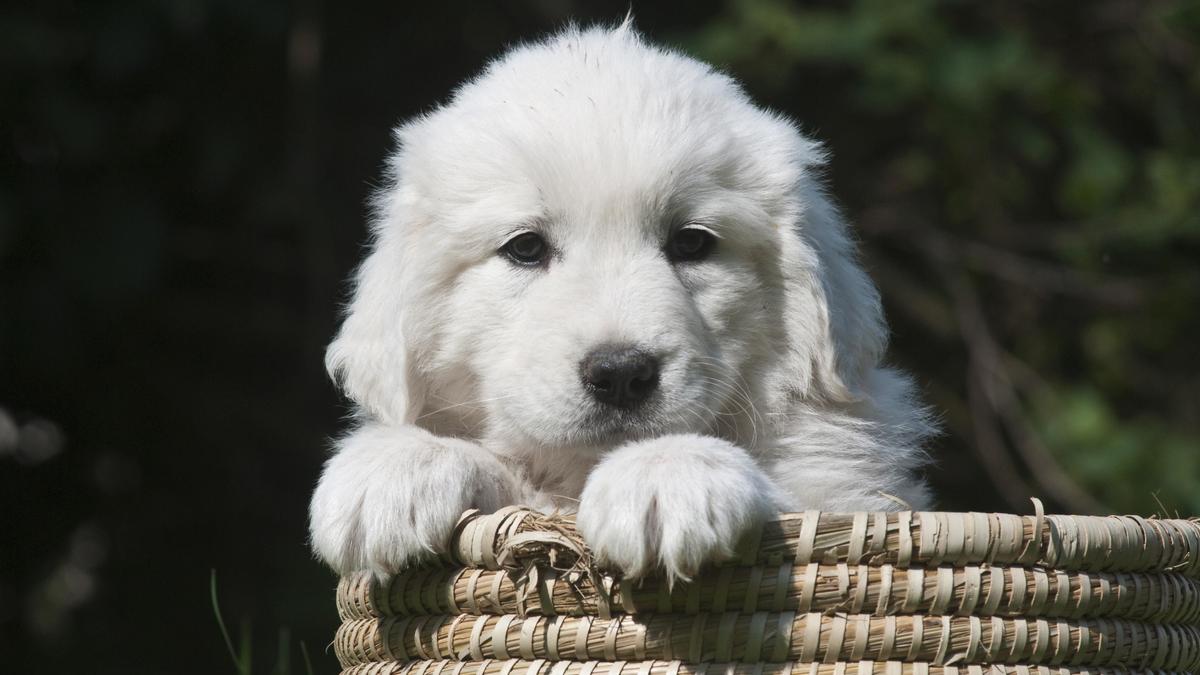 Zum Welttierschutztag Warum Wir Nicht Alle Tiere Lieben Br24