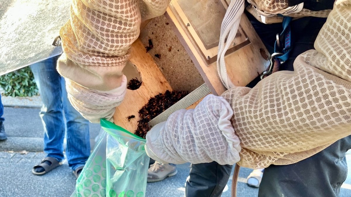 Asiatische Hornissen werden aus einer Box in einen Beutel geschüttet