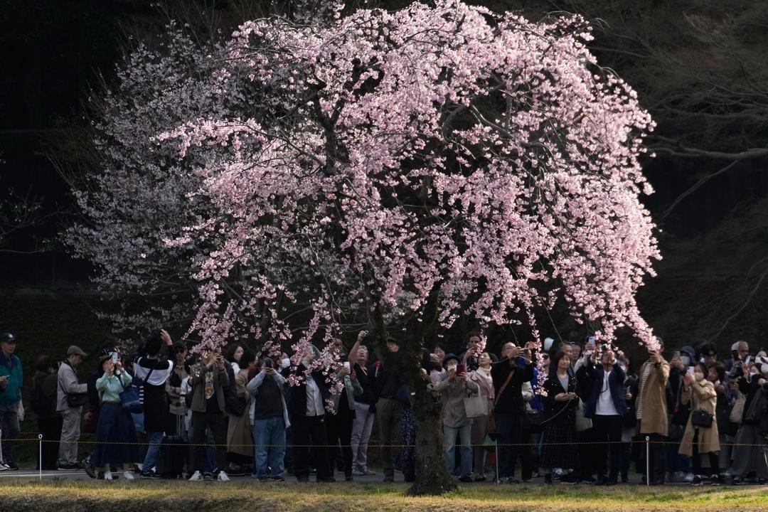 Menschen betrachten die Kirschblüte in voller Blüte in einem Garten des Kaiserpalastes.