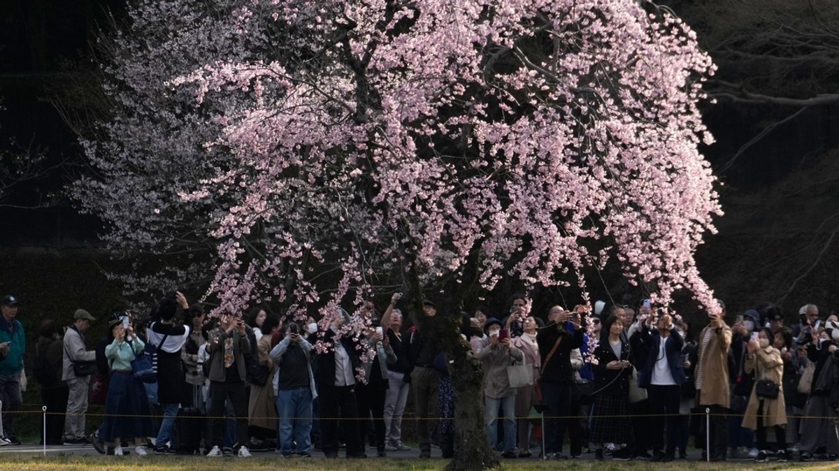 Menschen betrachten die Kirschblüte in voller Blüte in einem Garten des Kaiserpalastes.