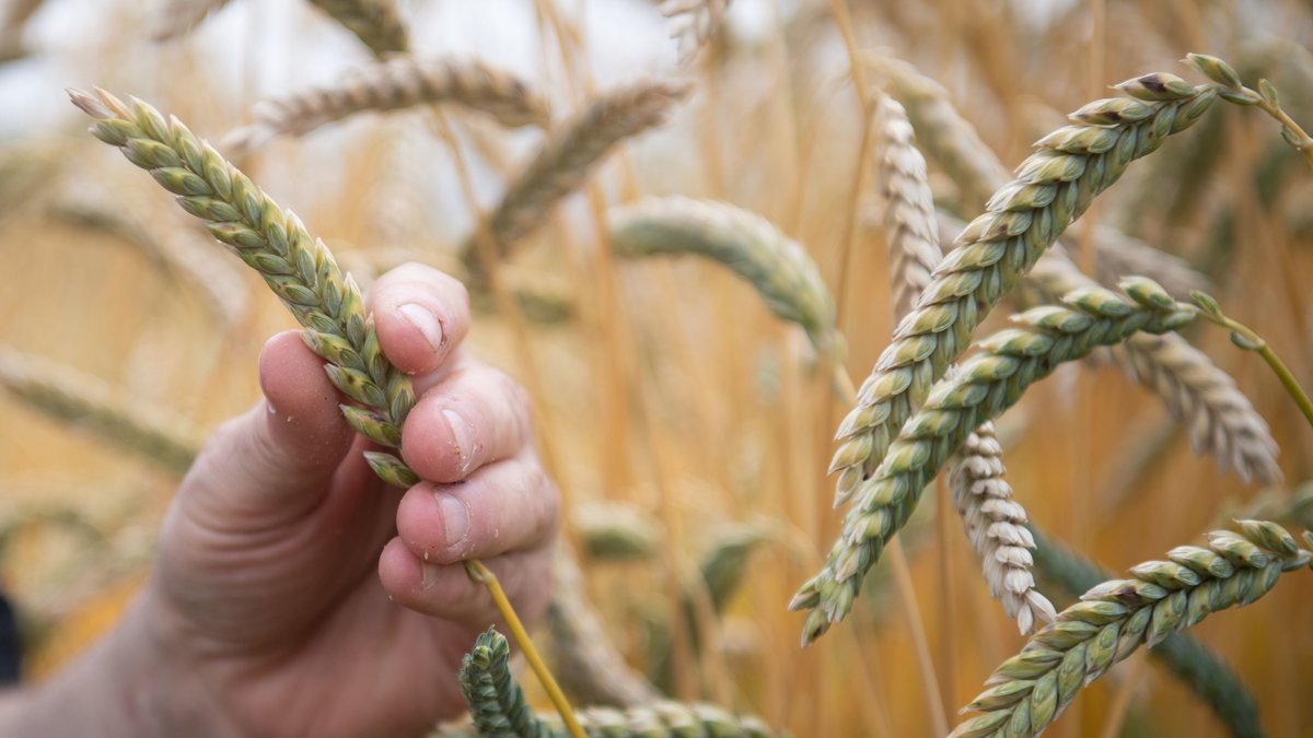 Vergessene Getreide: Die Rückkehr von Emmer, Einkorn und Co.