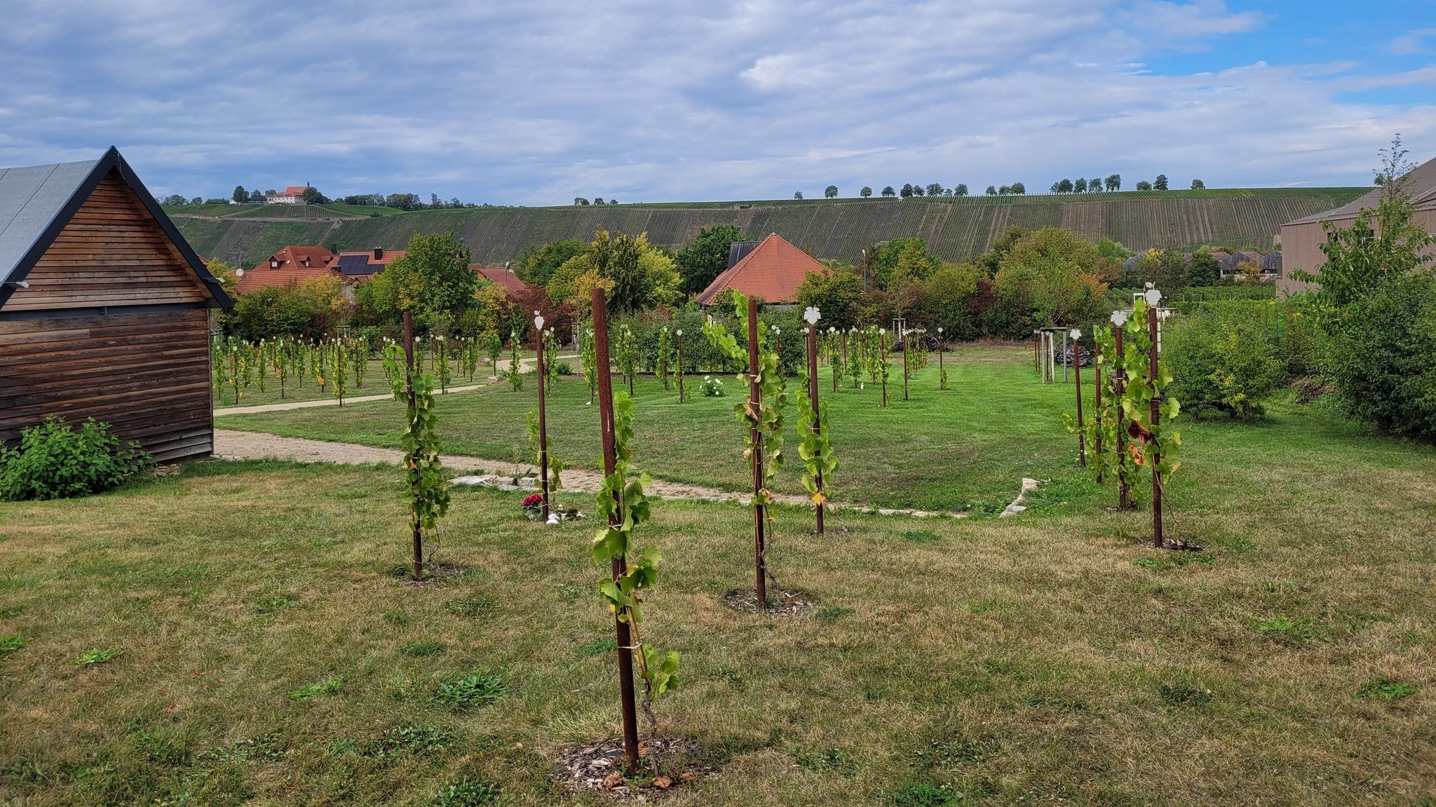 Umgeben von Weinbergen: der Friedweinberg in Nordheim am Main im Landkreis Kitzingen. 