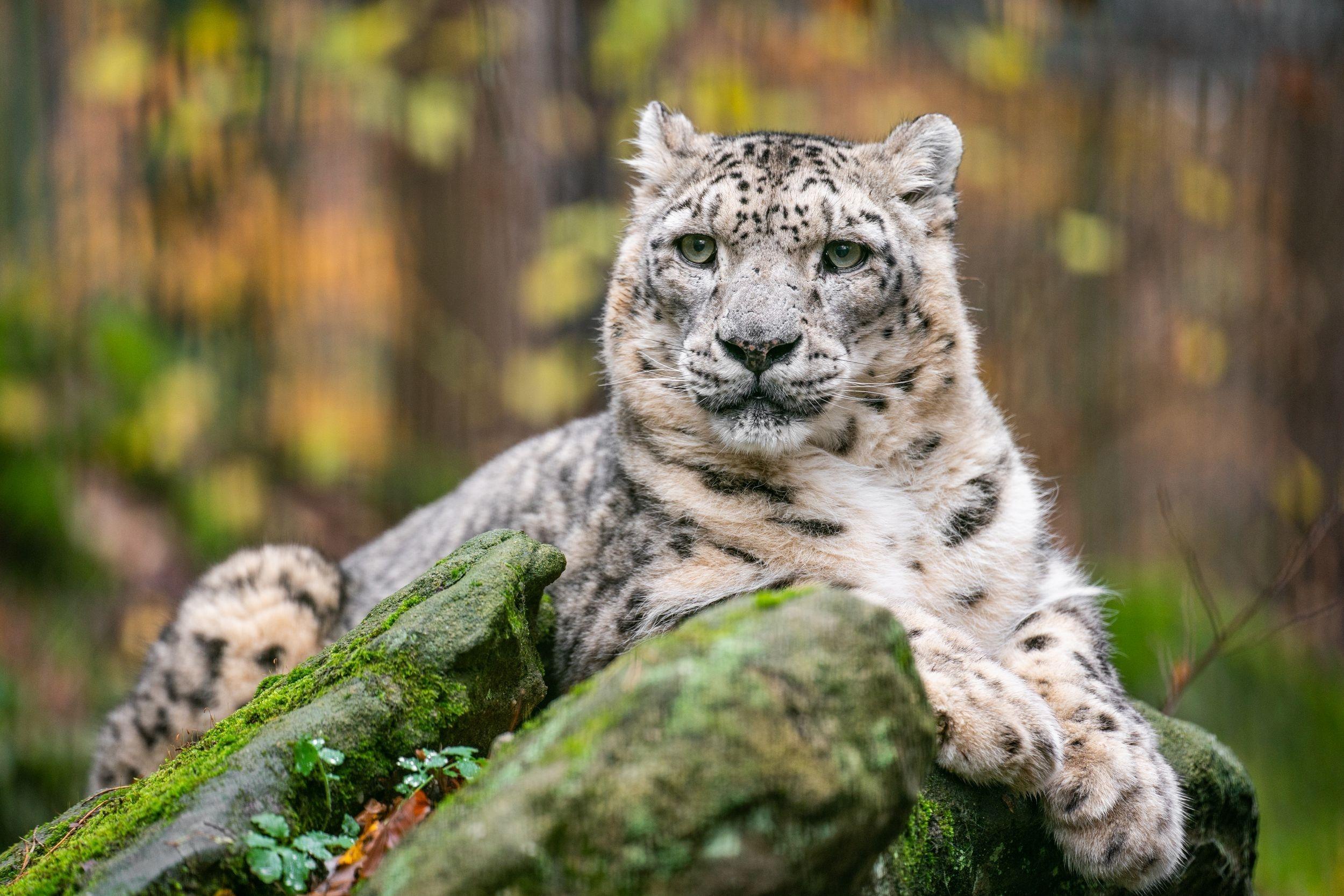 Schneeleopard "Indra" in seinem Gehege im Nürnberger Tiergarten