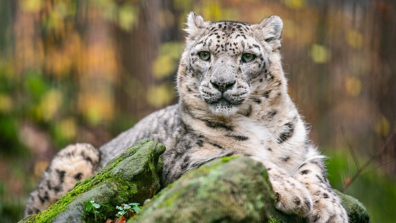 Schneeleopard "Indra" in seinem Gehege im Nürnberger Tiergarten | Bild: Tiergarten Nürnberg / Tom Burger Schneeleopard "Indra" in seinem Gehege im Nürnberger Tiergarten