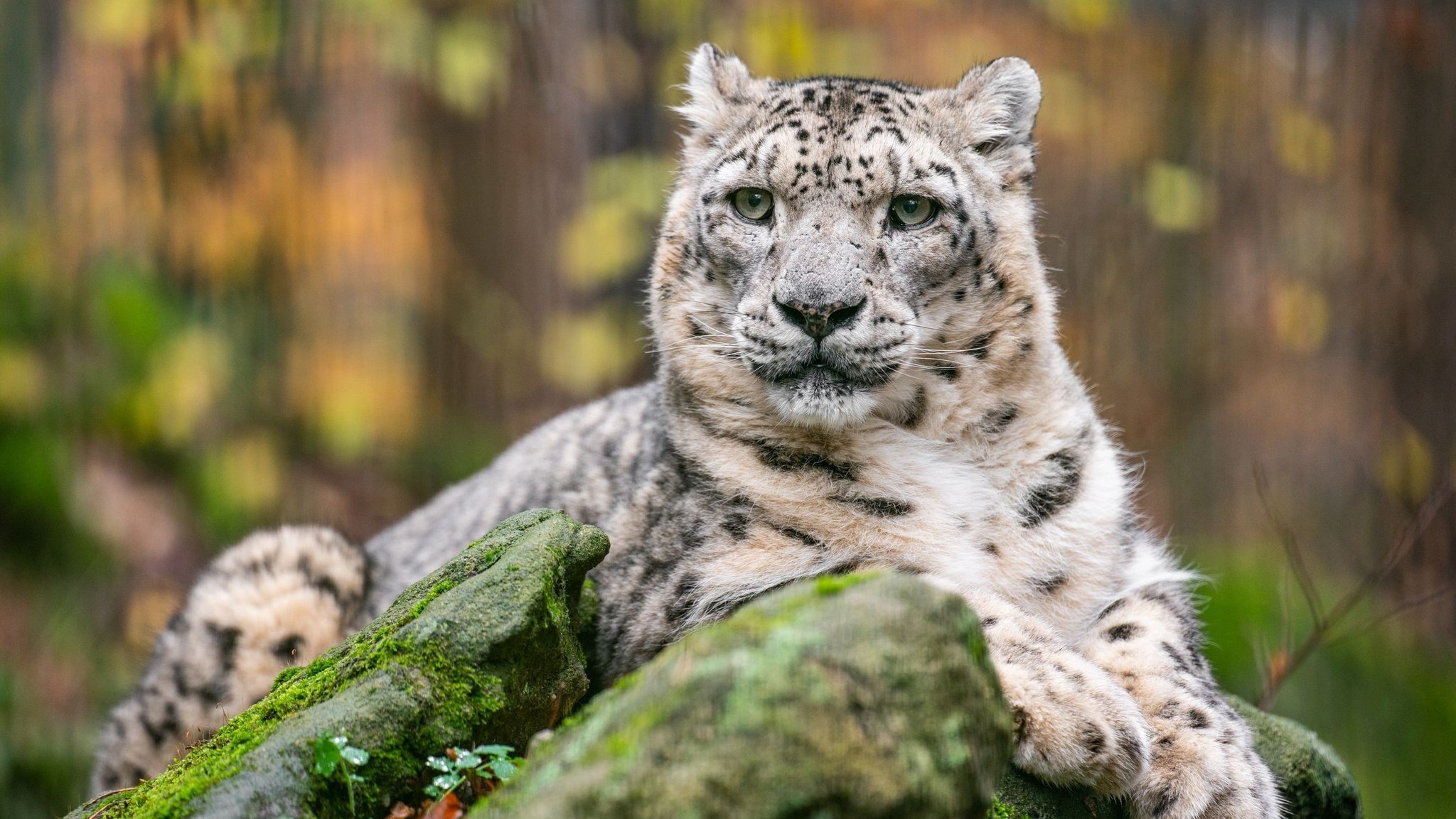 Schneeleopard "Indra" in seinem Gehege im Nürnberger Tiergarten