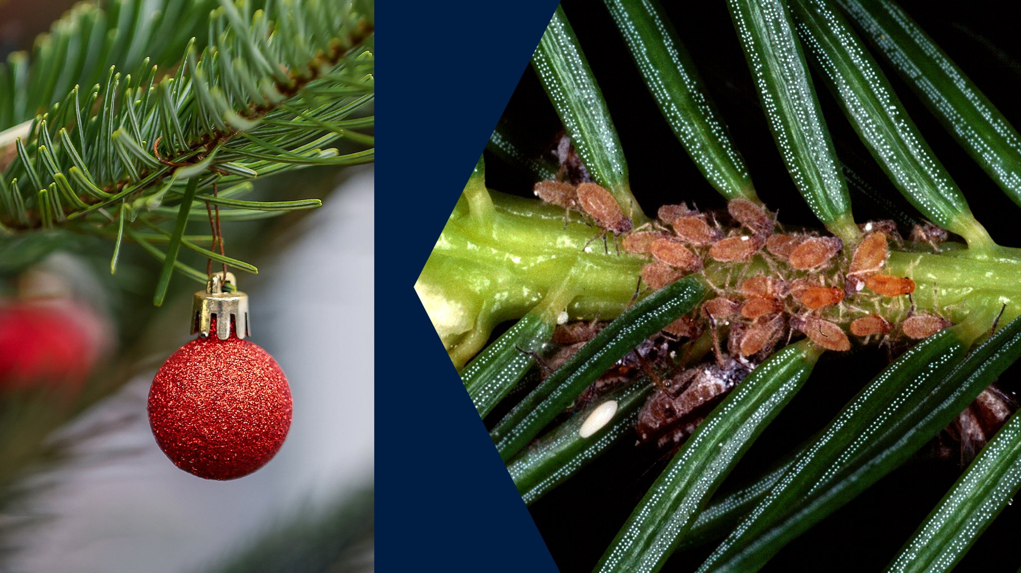 Ein Ast mit roten Christbaumkugeln und ein Tannenzweig mit Insekten