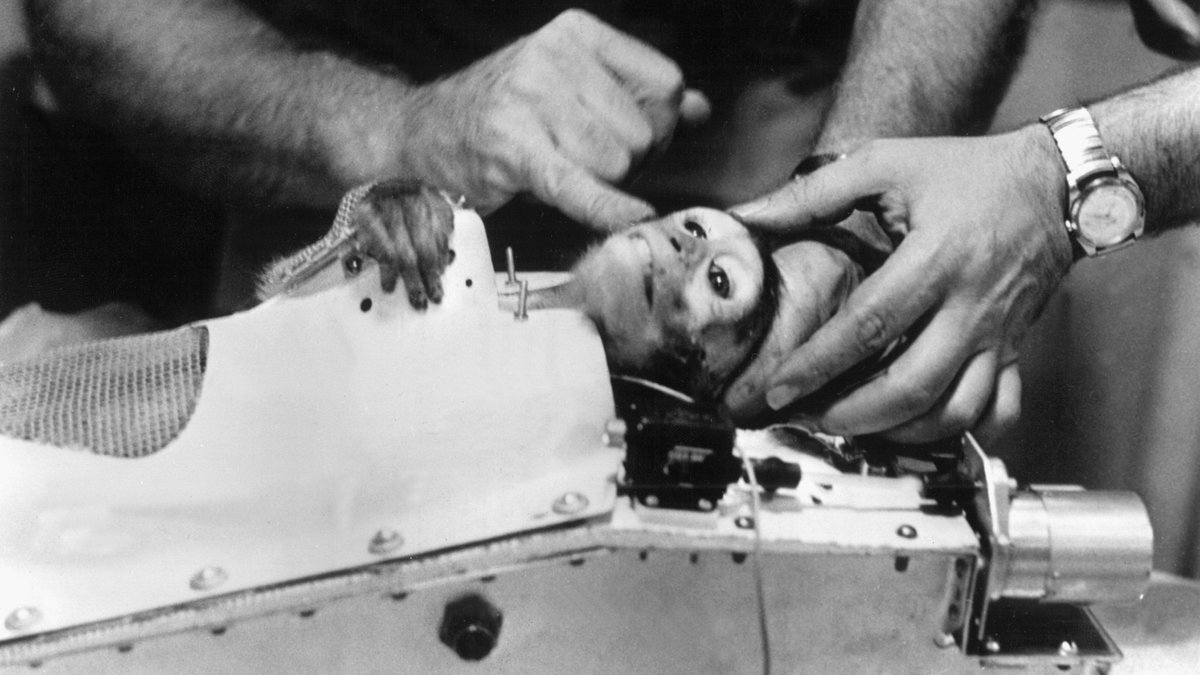 Nach seinem Flug ins All am 28. Mai 1959 wird der Affe Able aus seiner Kapsel geborgen.