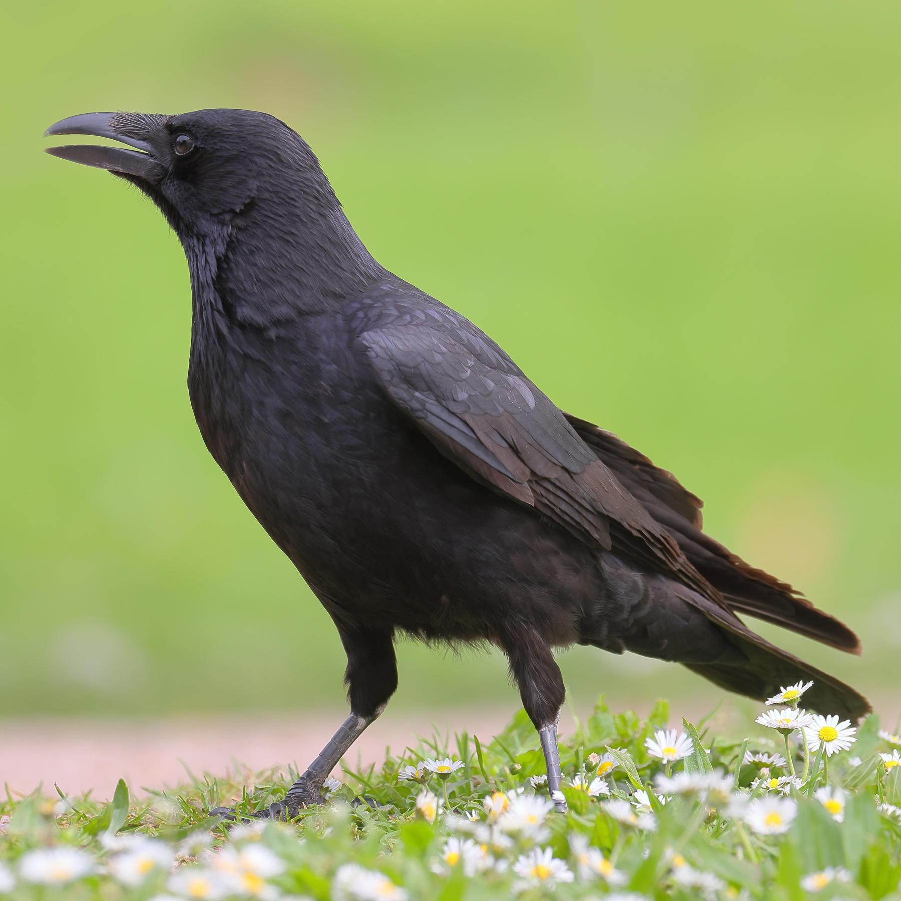 Die Krähe – Galgenvogel, Nesträuber, Intelligenzbestie