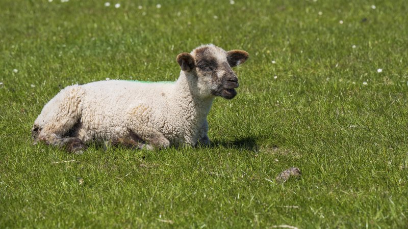 Schaf auf der Weide. | Bild: picture alliance / imageBROKER | Wilfried Wirth Schaf auf der Weide.