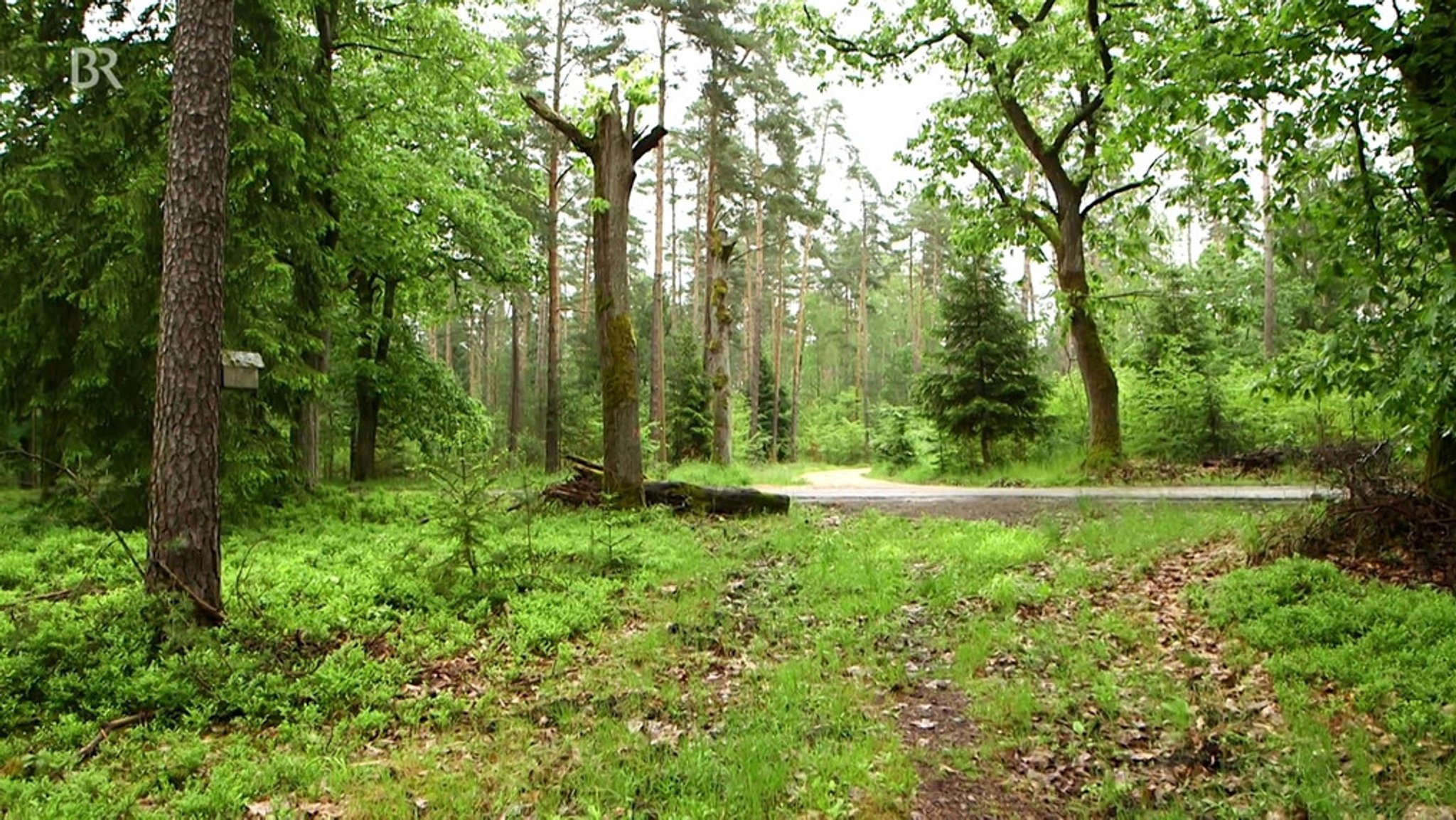 Der Nürnberger Reichswald