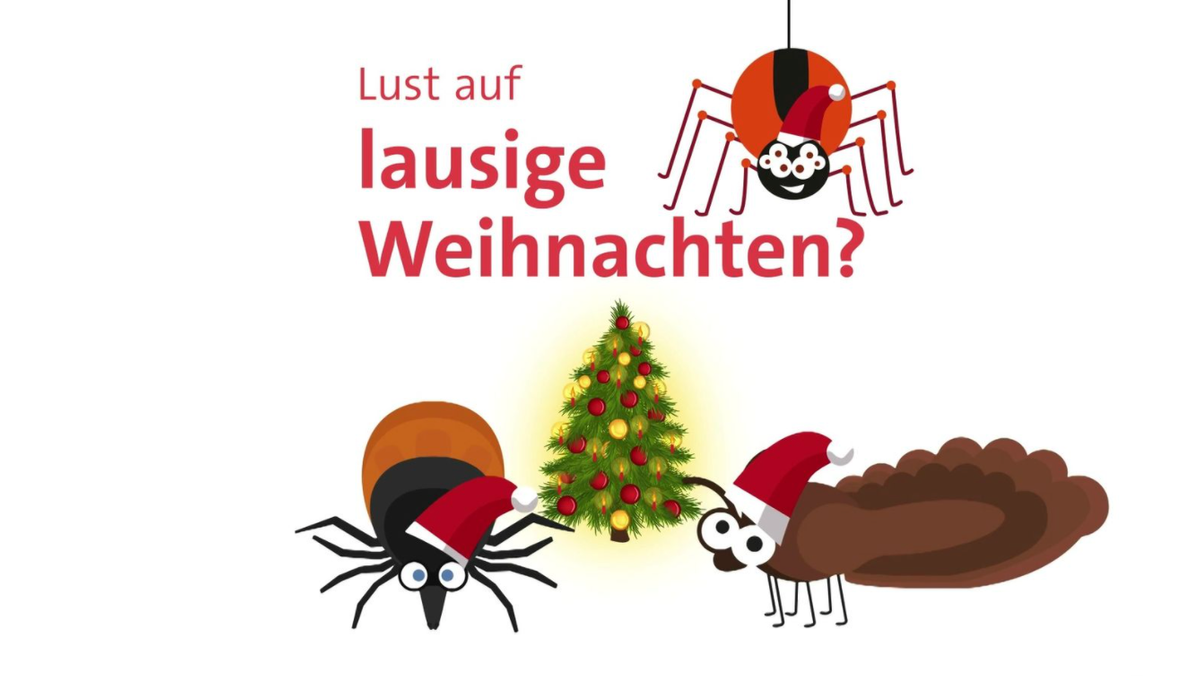 Der Weihnachtsbaum Lebt Insekten In Unseren Christbaumen Br24