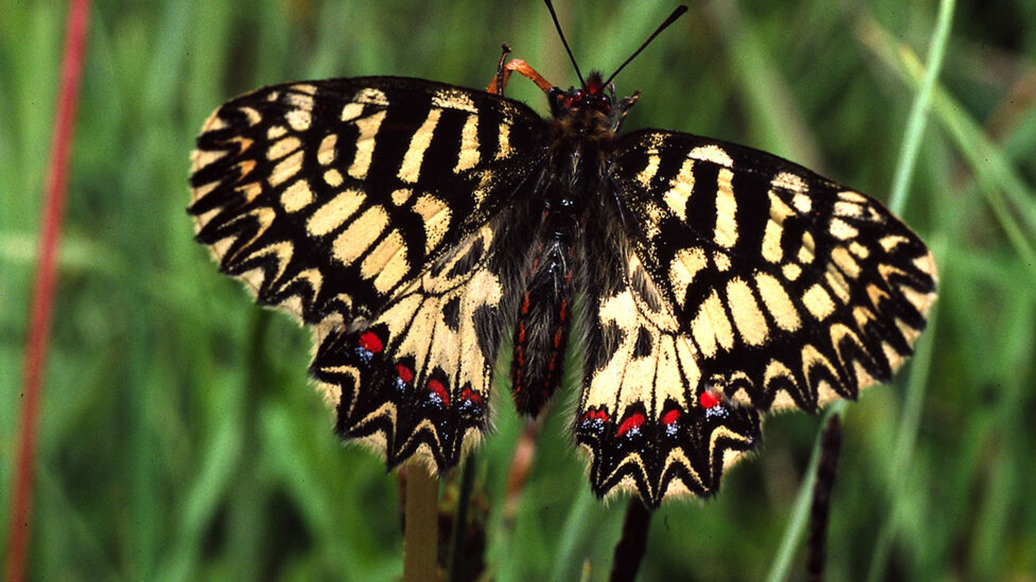 Schmetterling