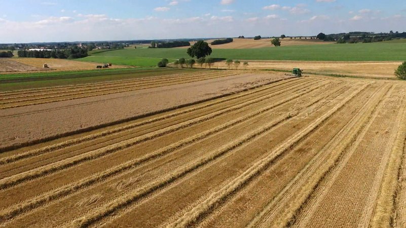 Ein zum Teil abgeerntetes Getreidefeld in Bayern. | Bild: BR Ein zum Teil abgeerntetes Getreidefeld in Bayern.