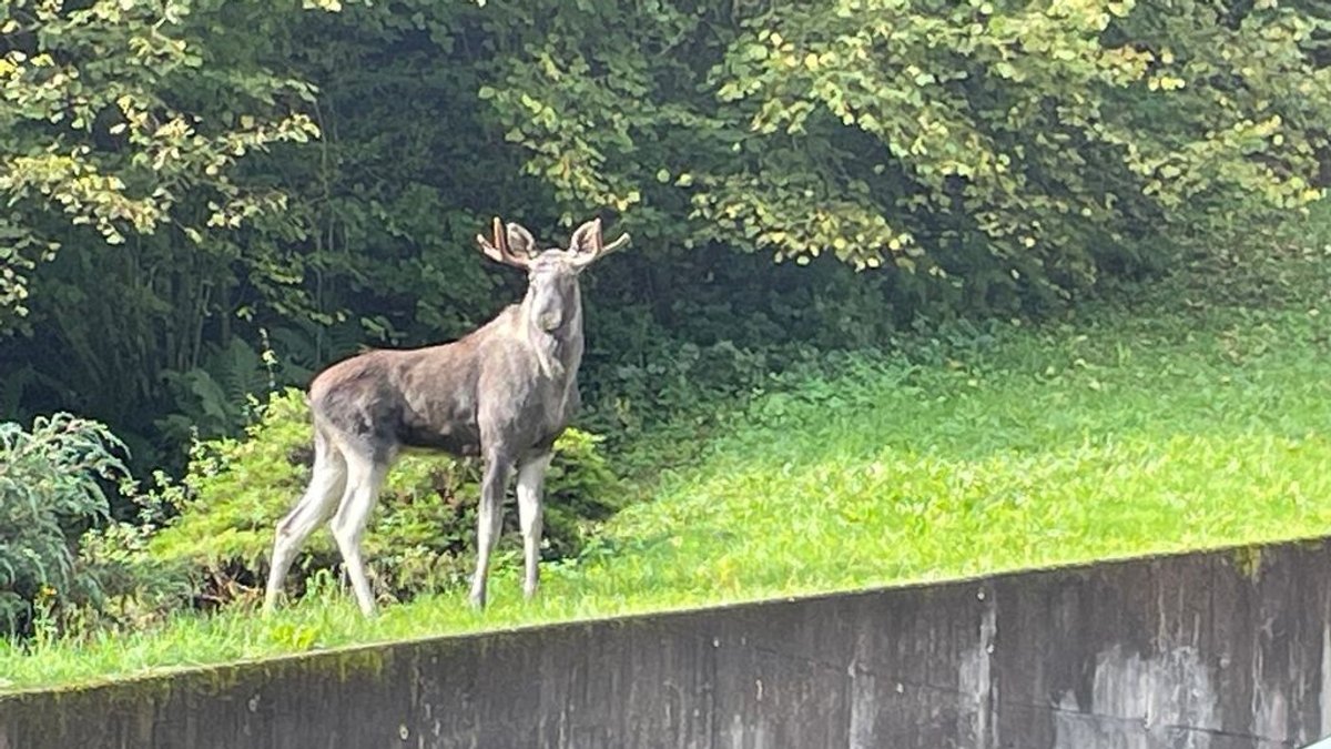 Wollte er nicht nach Bayern? Elch Erwin im Schwarzwald gefangen 