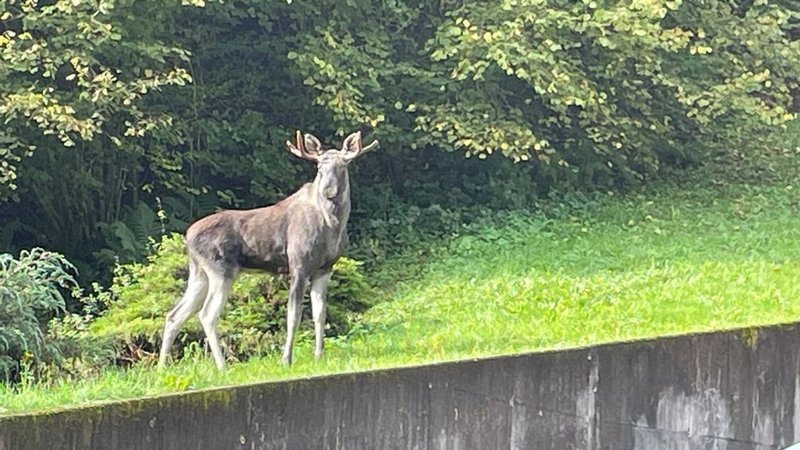 Baden-Württemberg, Oberwolfach: Elch unbekannter Herkunft im Schwarzwald | Bild: dpa-Bildfunk/- Baden-Württemberg, Oberwolfach: Elch unbekannter Herkunft im Schwarzwald
