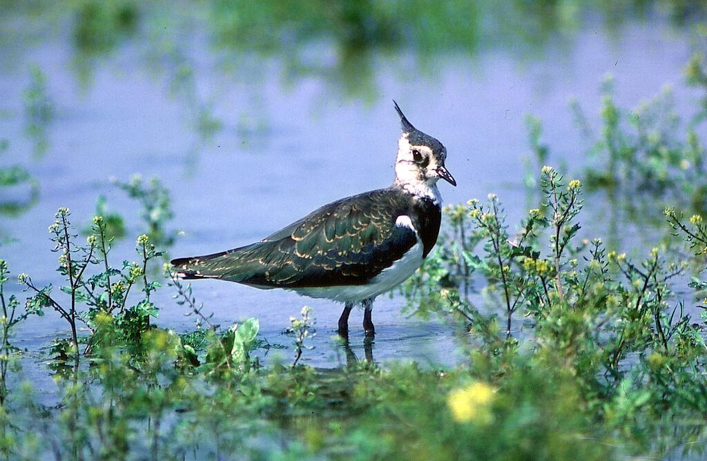 Ein Kiebitz im Wasser 