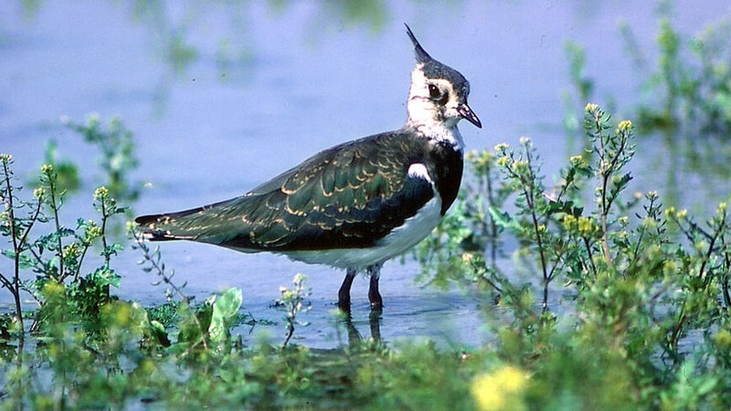 Ein Kiebitz im Wasser | Bild: BR/Andreas Schulze Ein Kiebitz im Wasser