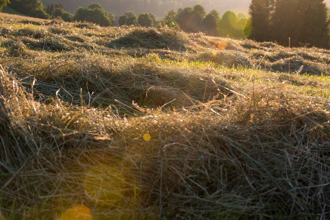 Eine Wiese mit Heu (Archivbild)
