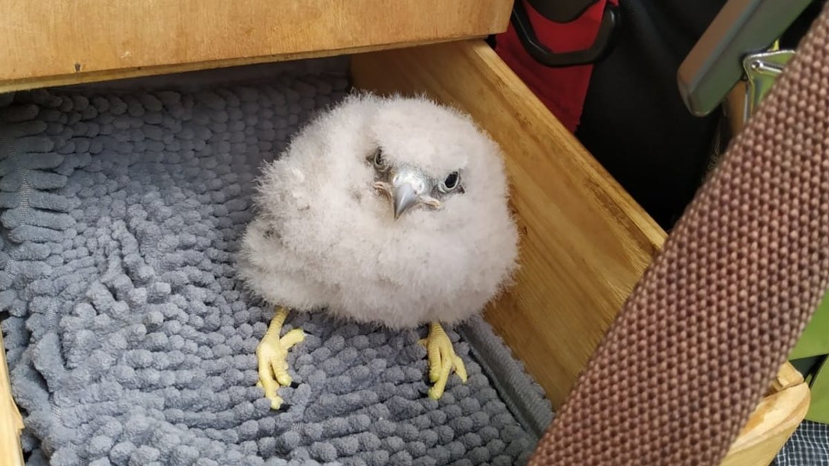 Das gerettete Falkenküken sitzt in einer Box.