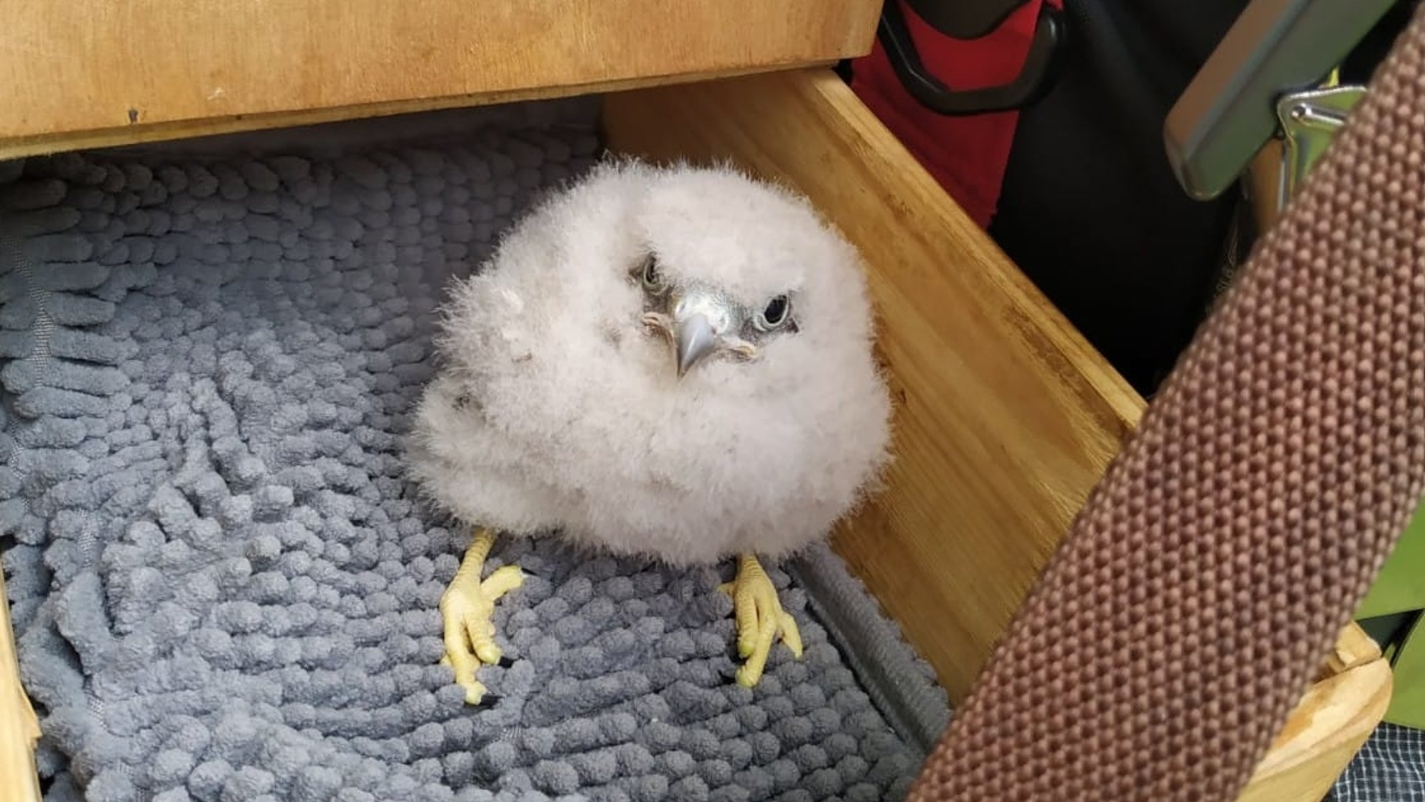 Bernauer Feuerwehr bringt Falkenküken zurück ins Nest