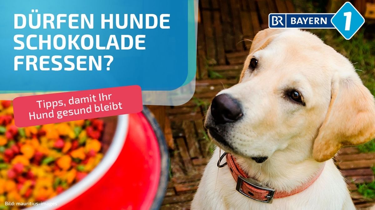 Hund Töten Mit Schlaftabletten Quotes Trending