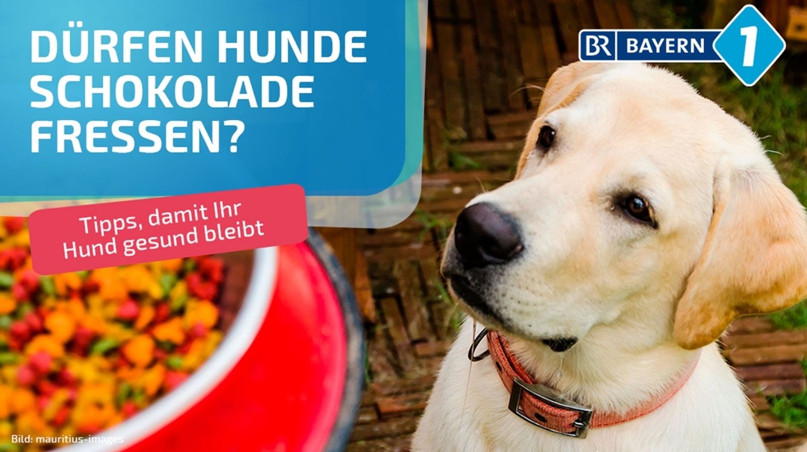 vergiftungen bei tieren symptome und erste hilfe massnahmen br24