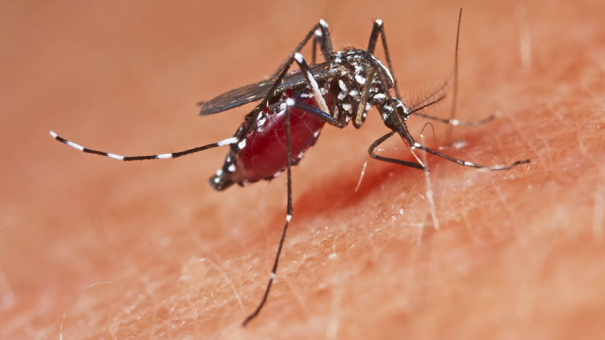 Die Tigermücke überträgt Dengue und Zika. Nun wurde in Deutschland erstmals ein Impfstoff gegen das Dengue-Fieber zugelassen
