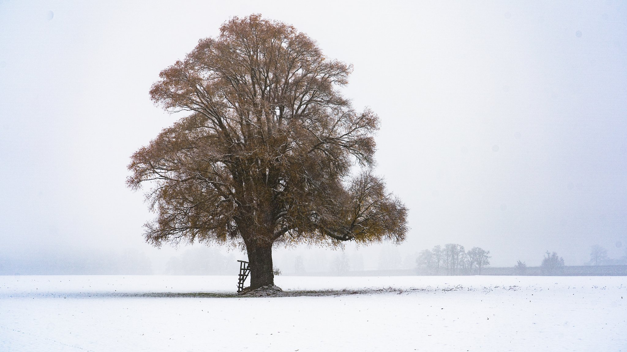 (Symbolbild) Eine alte Linde steht allein auf einem schneebedeckten Feld